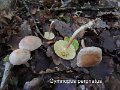 Marasmiellus peronatus-amf477